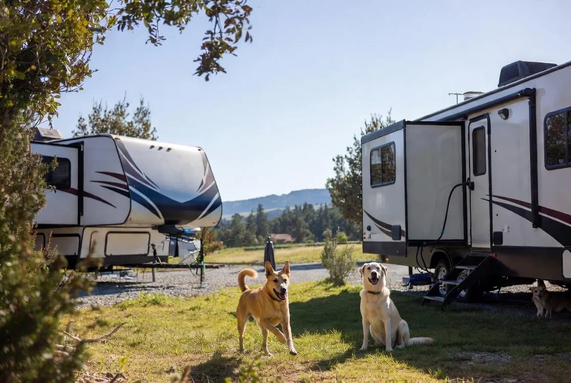 Essential Tips for Traveling with Dogs in an RV: Your Guide to Campground Stays